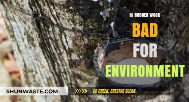 Is Rubber Wood Eco-Friendly? Environmental Impact and Sustainability Explained