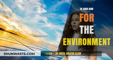 Sage's Environmental Impact: Sustainable Herb or Hidden Eco-Threat?