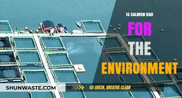 Is Salmon Sustainable? Environmental Impact of Salmon Farming Explained