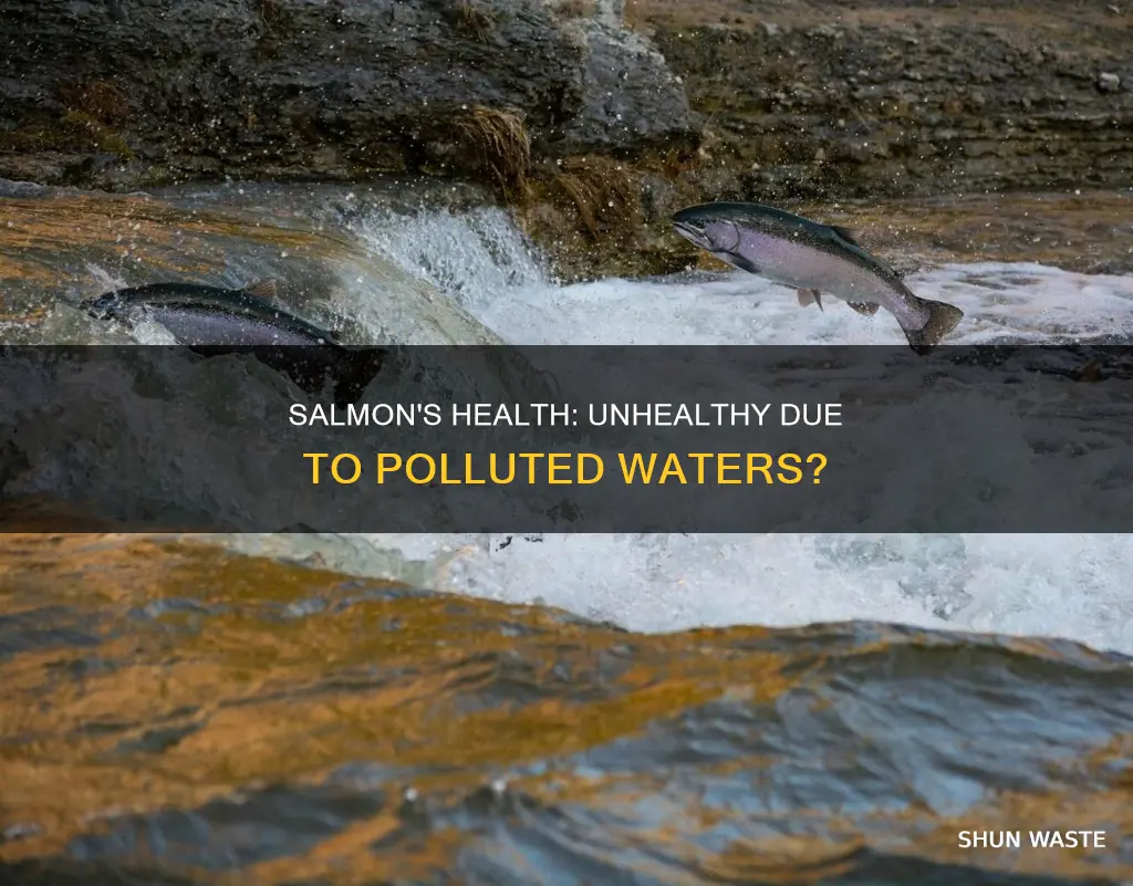 is salmon unhealthy to eat because of polluted water