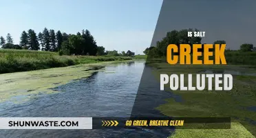 Salt Creek's Pollution Problem: What's the Status?