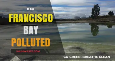 San Francisco Bay: Polluted Paradise?