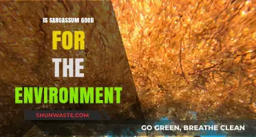 Sargassum's Environmental Impact: Benefits, Challenges, and Ecosystem Role Explained