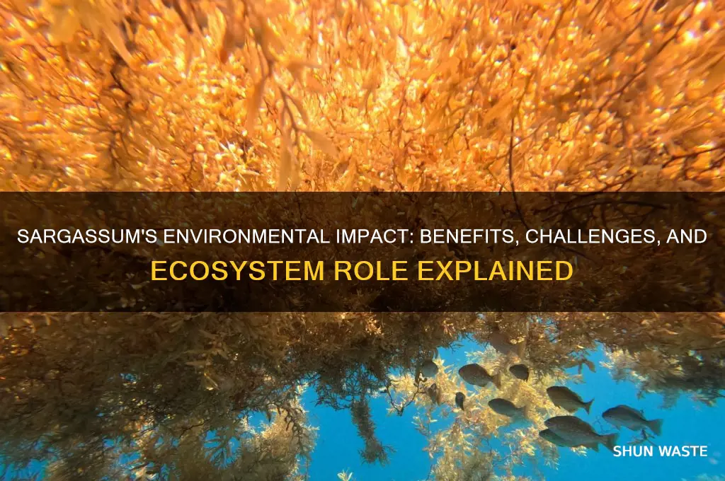is sargassum good for the environment