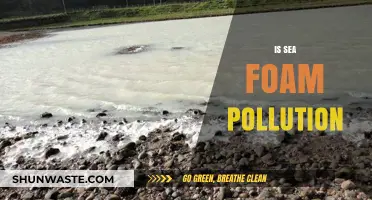 Sea Foam: Pollution or Natural Wonder?