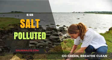 Sea Salt: Polluted or Pure?