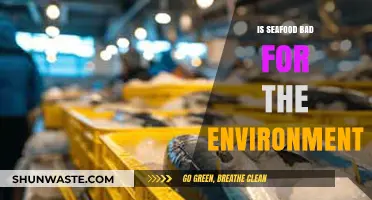 Is Seafood Sustainable? Environmental Impact of Our Ocean Harvest
