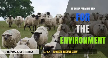 Sheep Farming's Environmental Impact: Sustainable Practice or Ecological Concern?
