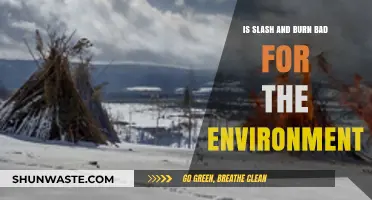 Slash and Burn: Uncovering Its Environmental Impact and Consequences