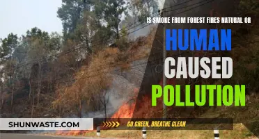 Forest Fires: Natural Disaster or Human-Induced Pollution?