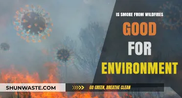 Wildfire Smoke: Environmental Boon or Ecological Disaster?