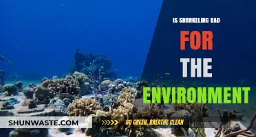 Snorkeling's Environmental Impact: Harmful or Sustainable Practice?