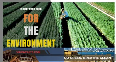 Is Softwood Eco-Friendly? Exploring Its Environmental Impact and Benefits