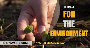 Soy's Environmental Impact: Uncovering the Truth Behind Its Sustainability