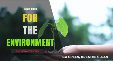 Soy's Environmental Impact: Sustainable Crop or Ecological Concern?
