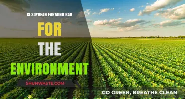 Soybean Farming's Environmental Impact: Sustainable or Harmful Practice?