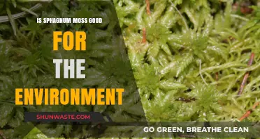 Sphagnum Moss: Environmental Benefits and Its Role in Ecosystems