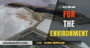 Is St. Ives Environmentally Harmful? Exploring Its Ecological Impact
