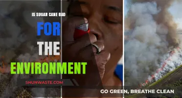 Sugar Cane's Environmental Impact: Sustainable or Harmful for Our Planet?