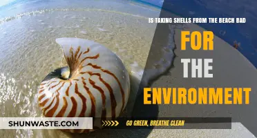 Shell Collection: Environmental Impact and Sustainable Beach Practices Explained