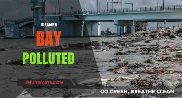 Tampa Bay's Pollution Problem: What's the Deal?