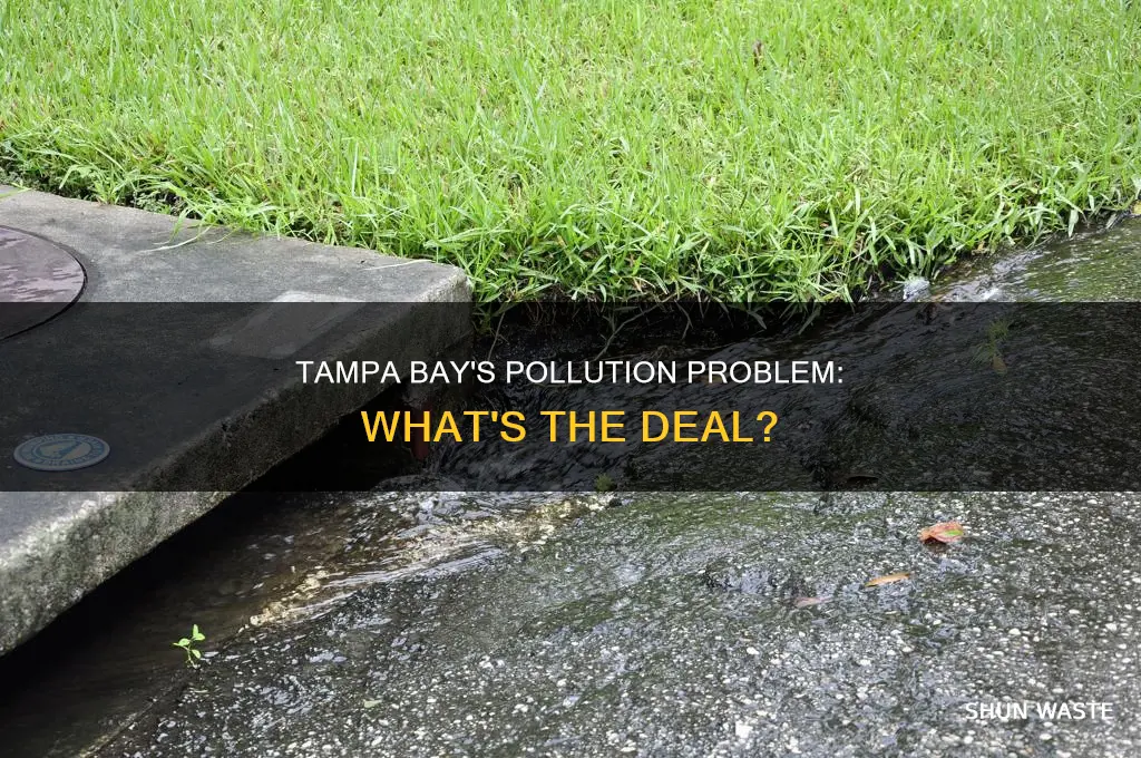 is tampa bay polluted
