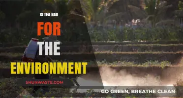 Tea's Environmental Impact: Sustainable Sips or Ecological Strain?
