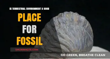 Terrestrial Environments: Ideal Fossil Preservation Sites or Not?