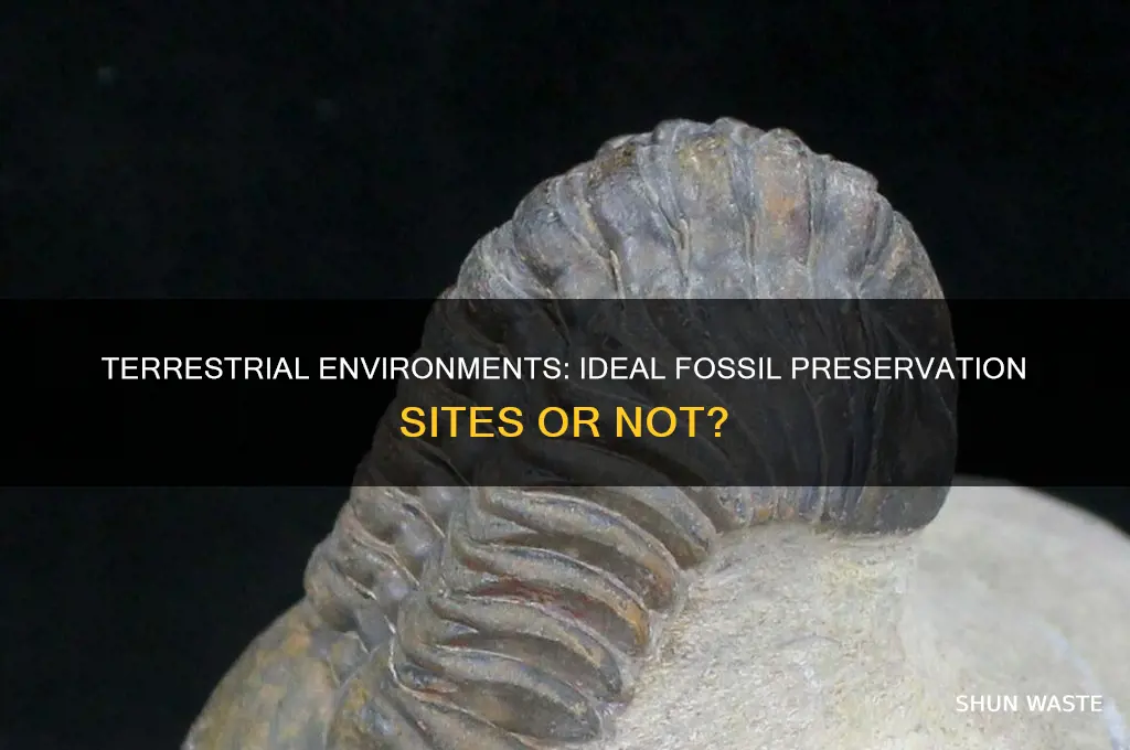 is terrestrial environment a good place for fossil