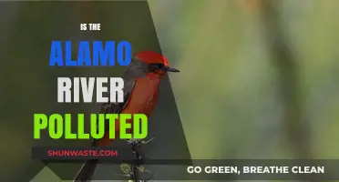 Alamo River Pollution: Is It Safe?
