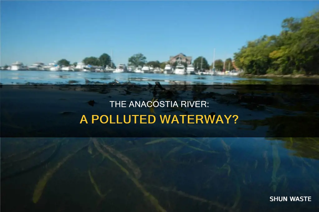 is the anacostia river polluted