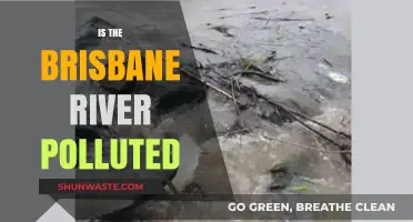 Brisbane River: Is It Polluted?