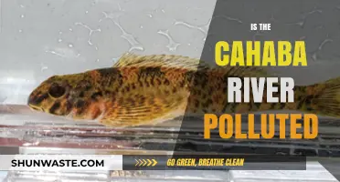 Cahaba River: Is it Polluted?