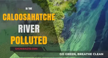 Caloosahatchee River: A Polluted Paradise?