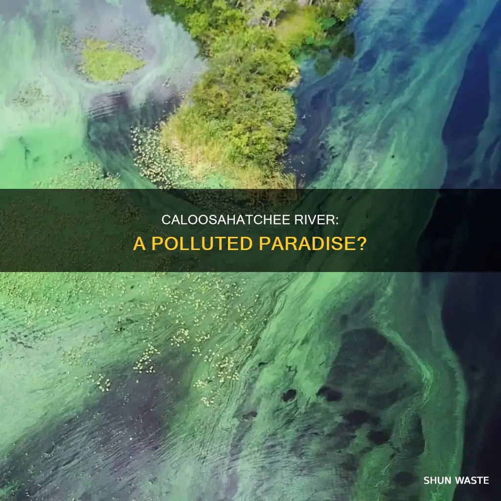 is the caloosahatchee river polluted