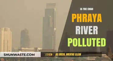 Bangkok's Chao Phraya River: Polluted Paradise?
