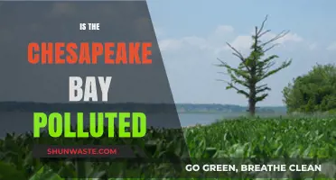 The Chesapeake Bay: A Polluted Paradise?