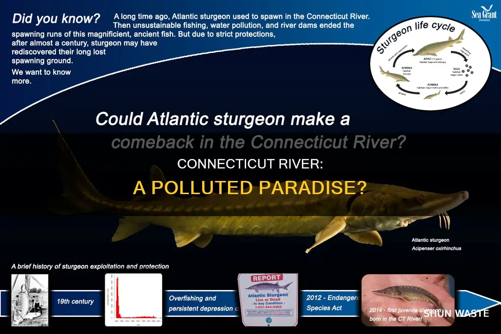 is the connecticut river polluted