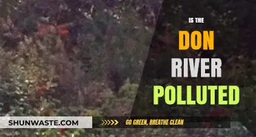 Toronto's Don River: A Polluted Waterway?