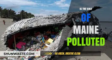 Maine's Gulf: A Polluted Paradise?