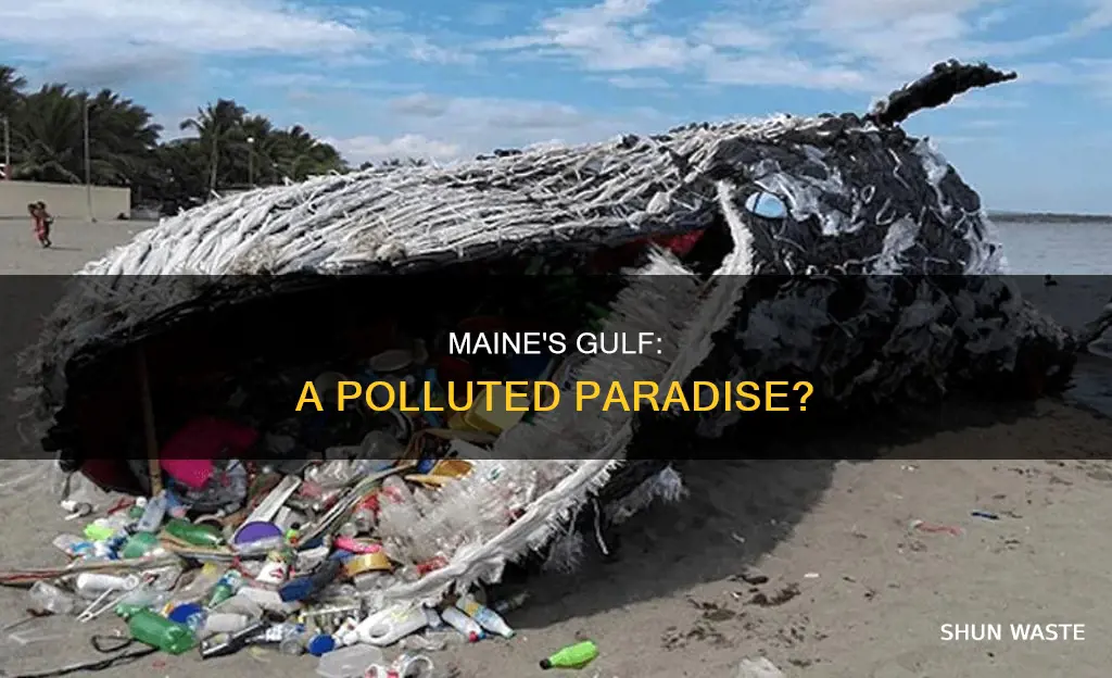is the gulf of maine polluted