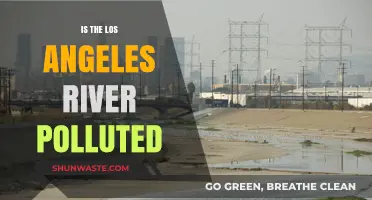 The LA River: Polluted Paradise?
