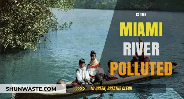 Miami River's Pollution Problem: Is It Getting Worse?