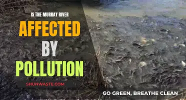 The Murray River: Pollution's Impact and Influence