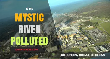 Mystic River's Pollution: A Troubling Issue