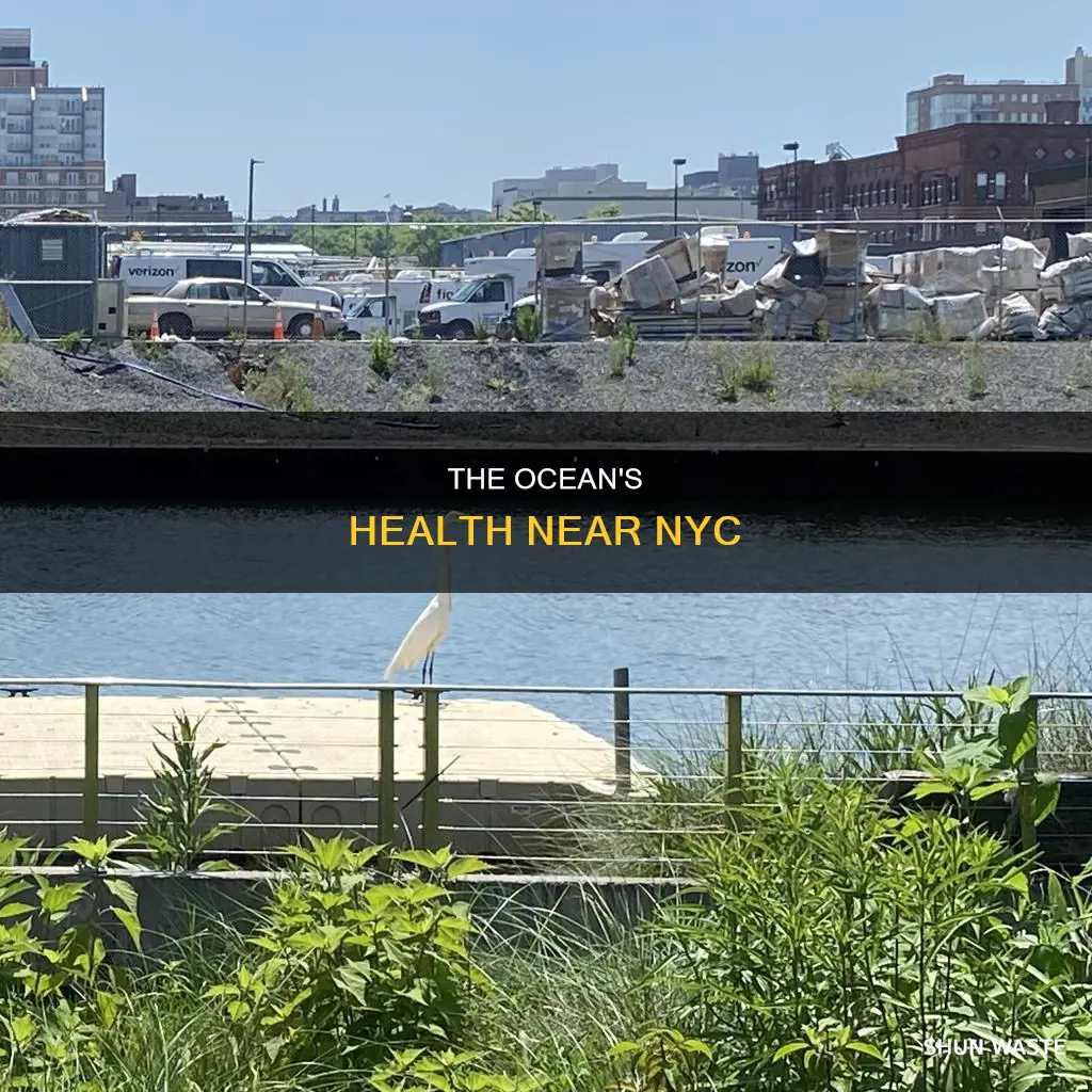 is the ocean polluted near nyc