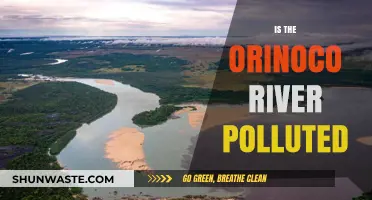 The Orinoco River: A Polluted Paradise?