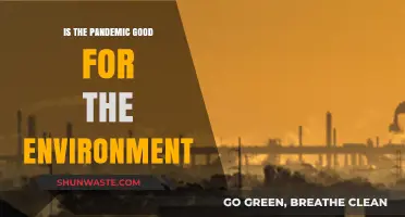 Pandemic's Environmental Impact: A Silver Lining or Temporary Relief?