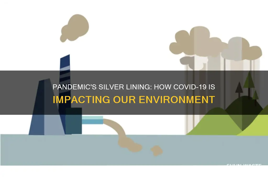 is the pandemic helping the environment