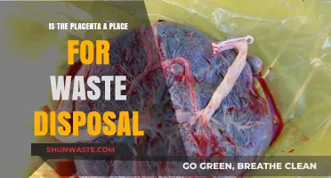 The Placenta's Role: Waste Disposal and Nutrient Exchange